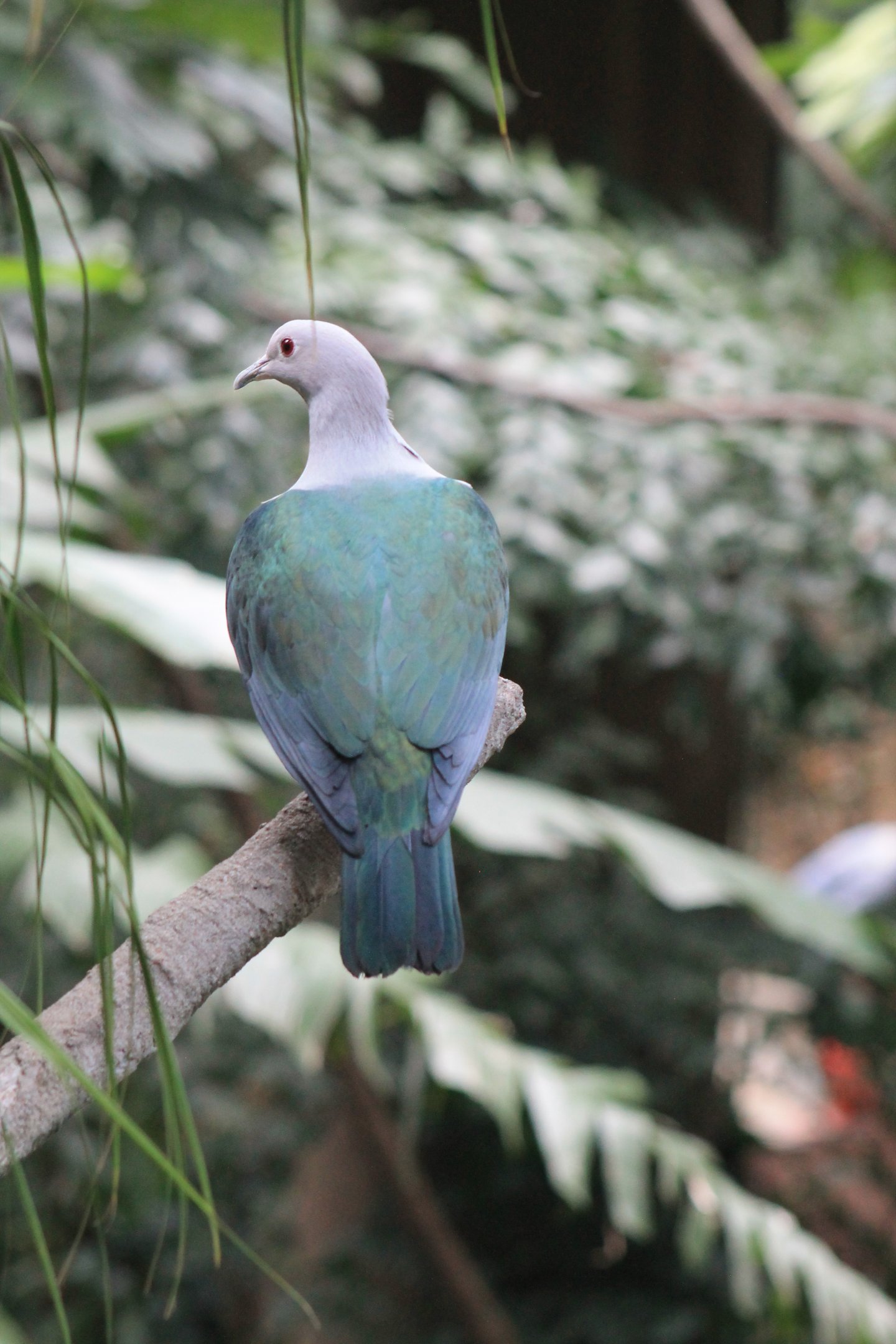 Green Imperial Pigeon (Ducula aenea)
