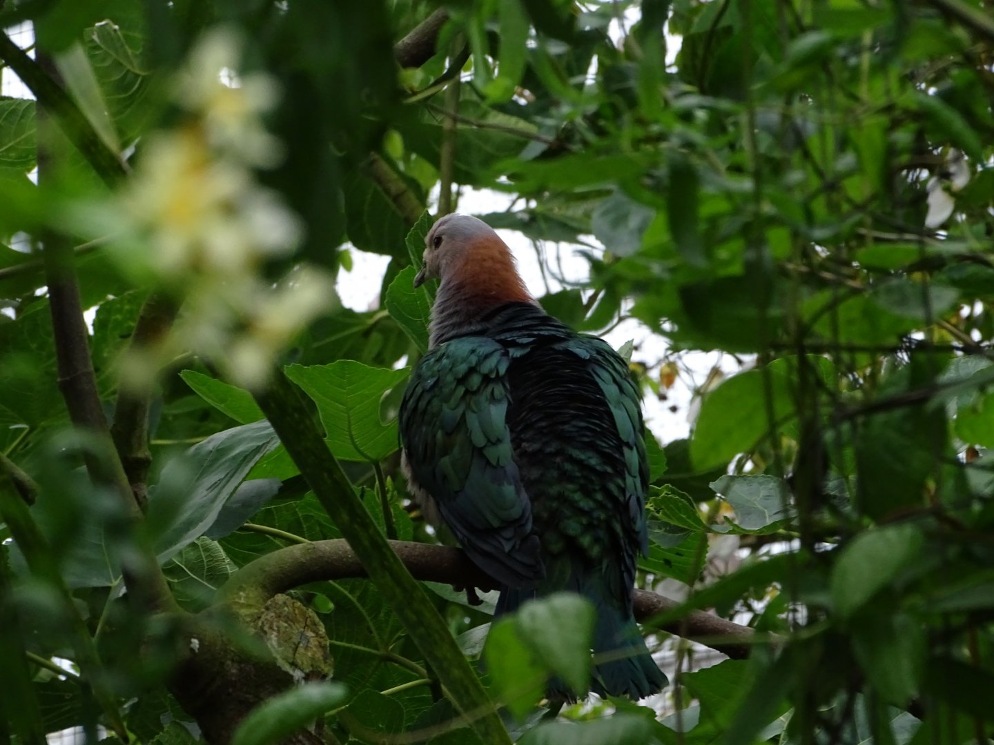 Green imperial pigeon (Ducula aenea)