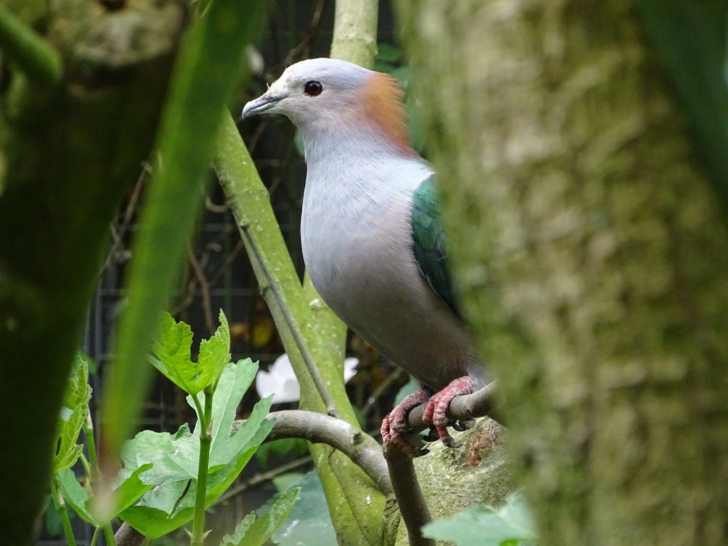 Green imperial pigeon (Ducula aenea)
