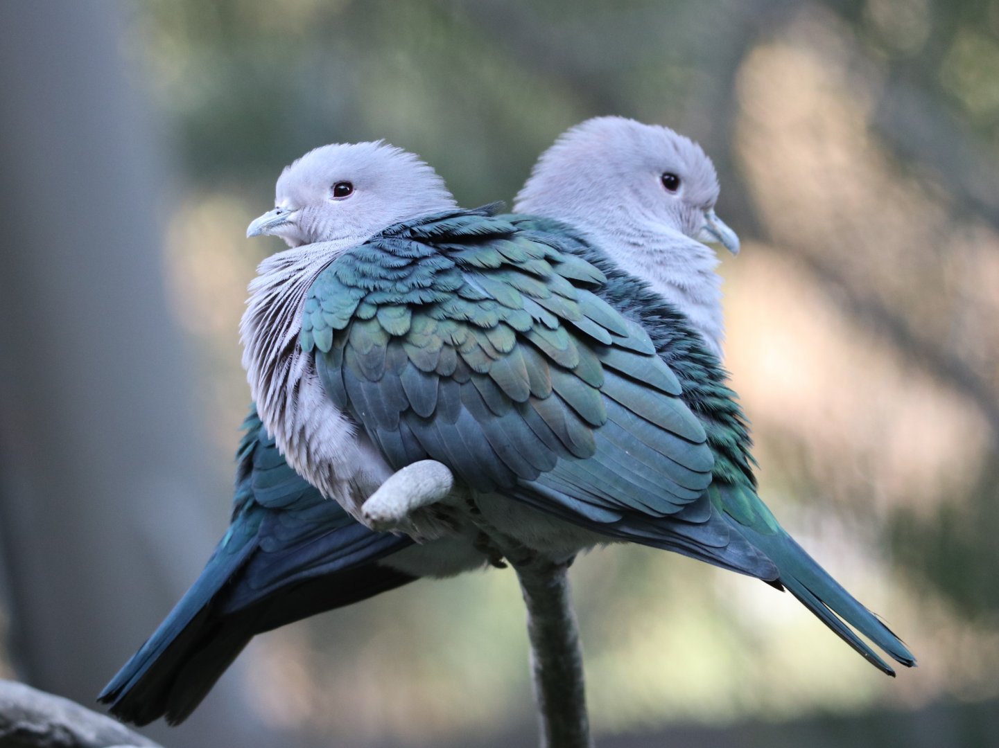 Green Imperial Pigeon (Ducula aenea)