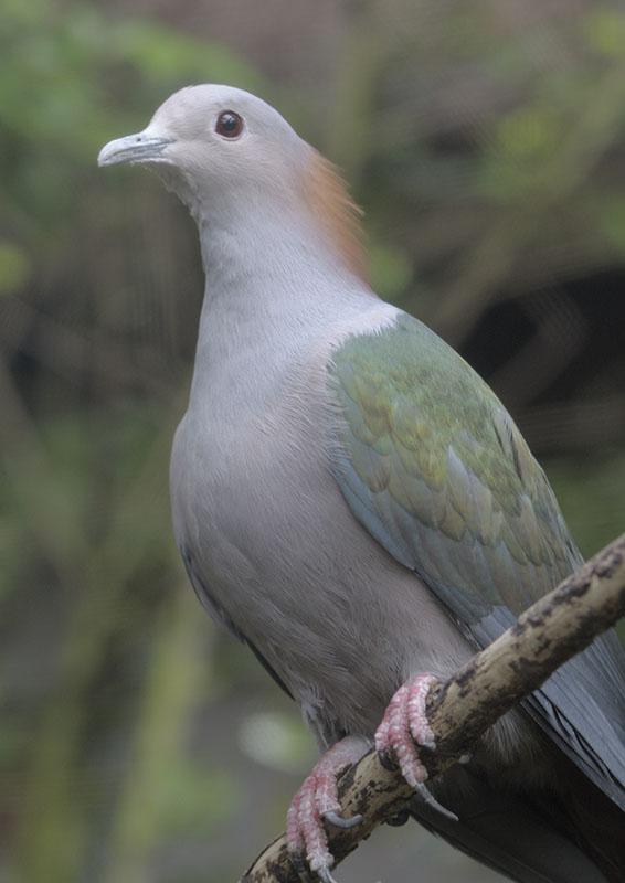 Green imperial pigeon