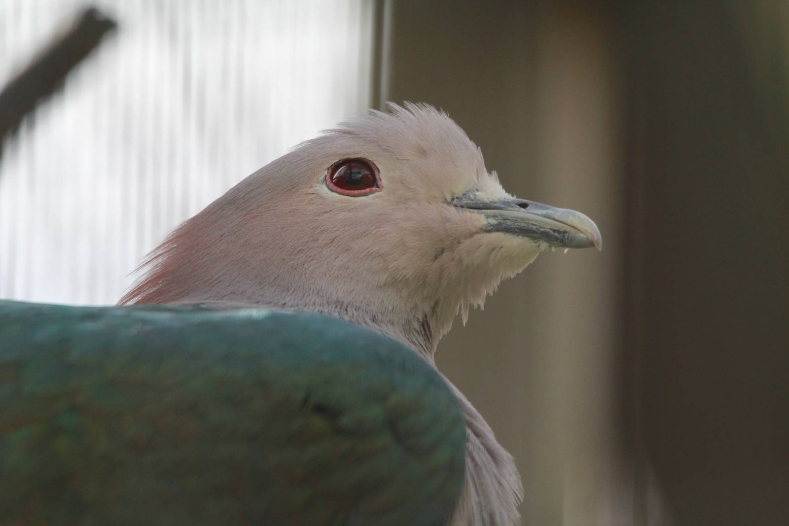 Green Imperial Pigeon