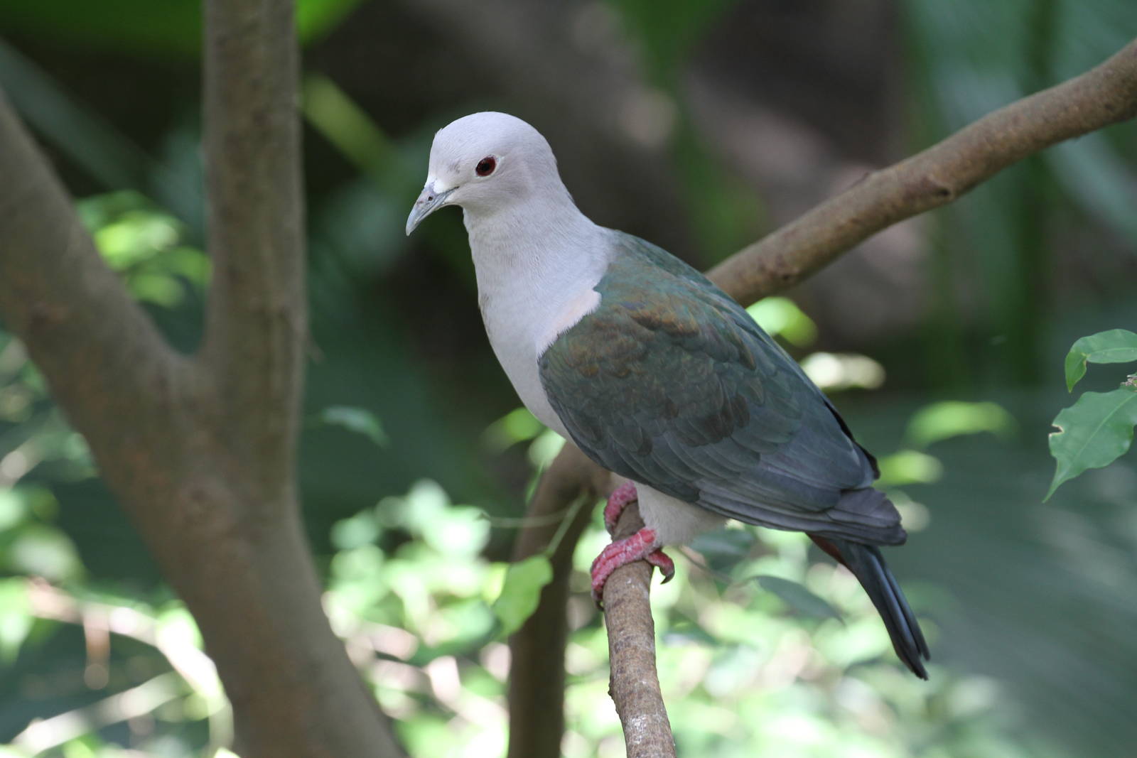 Green Imperial Pigeon