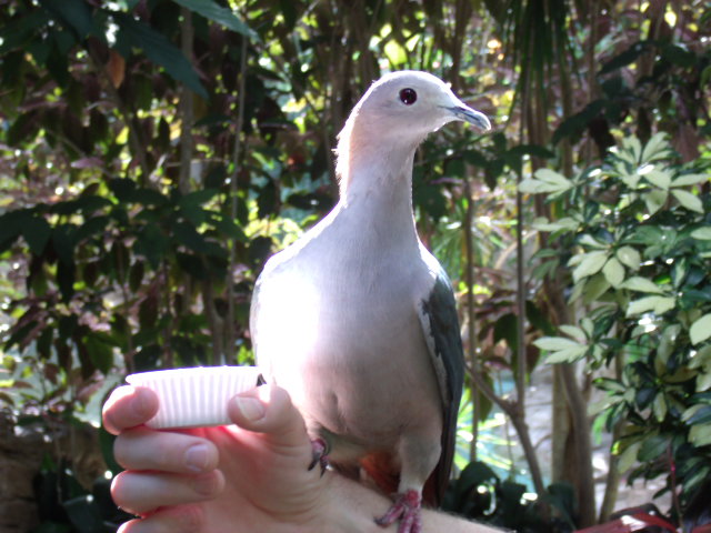 Green Imperial Pigeon