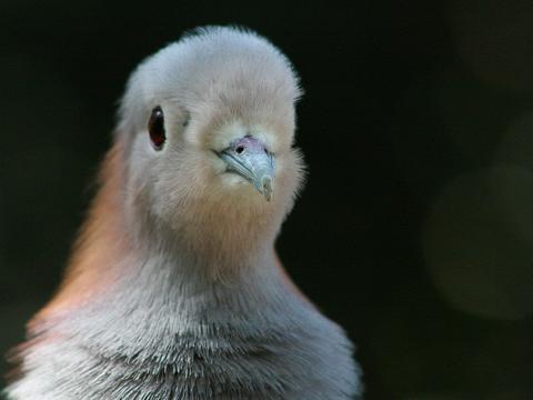 Green Imperial-pigeon