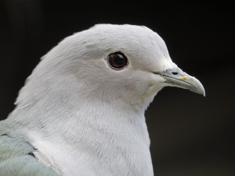 Green imperial pigeon