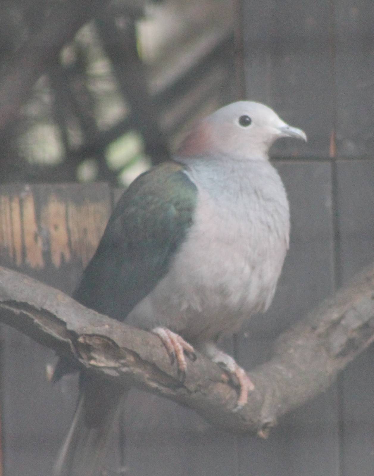 Green imperial pigeon