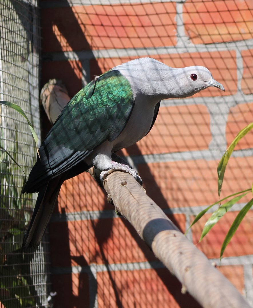 Green imperial pigeon