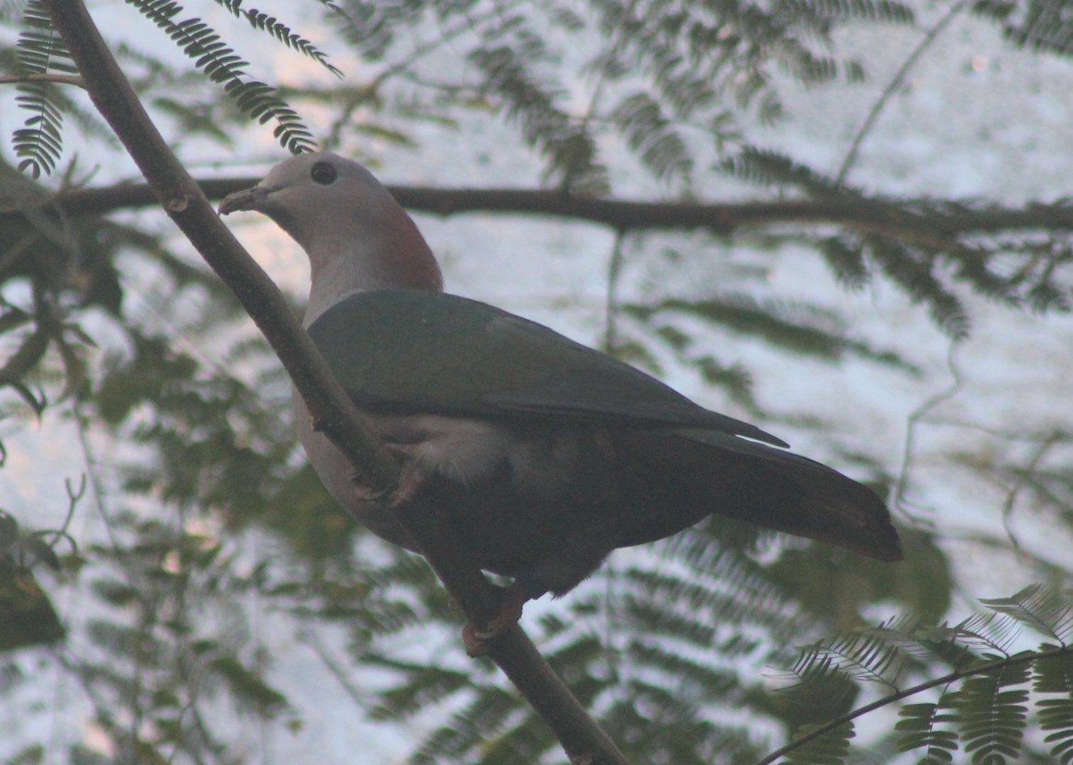 Green imperial pigeon