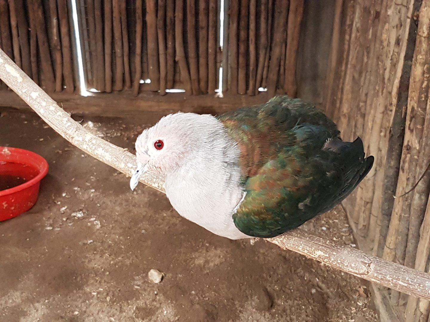 Green Imperial Pigeon