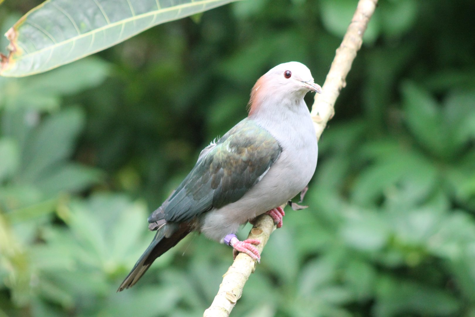 Green imperial pigeon