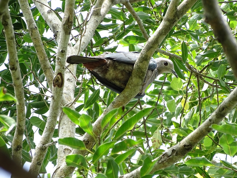 Green Imperial-Pigeon.
