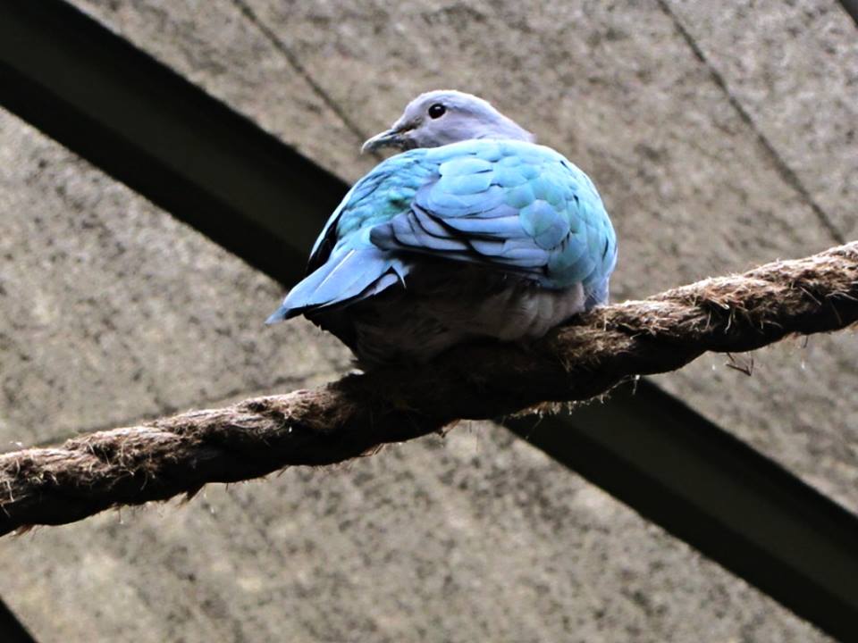 Green Imperial Pigeon