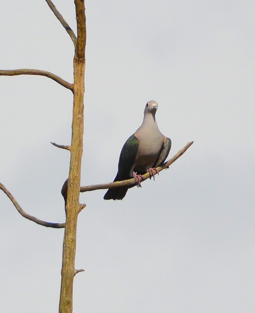 Green Imperial pigeon