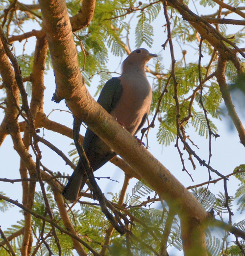 Green Imperial pigeon.