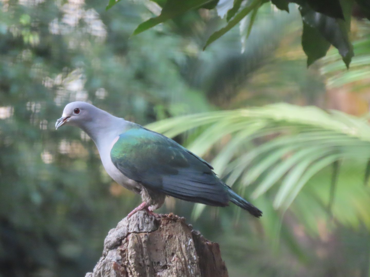 Green Imperial-pigeon