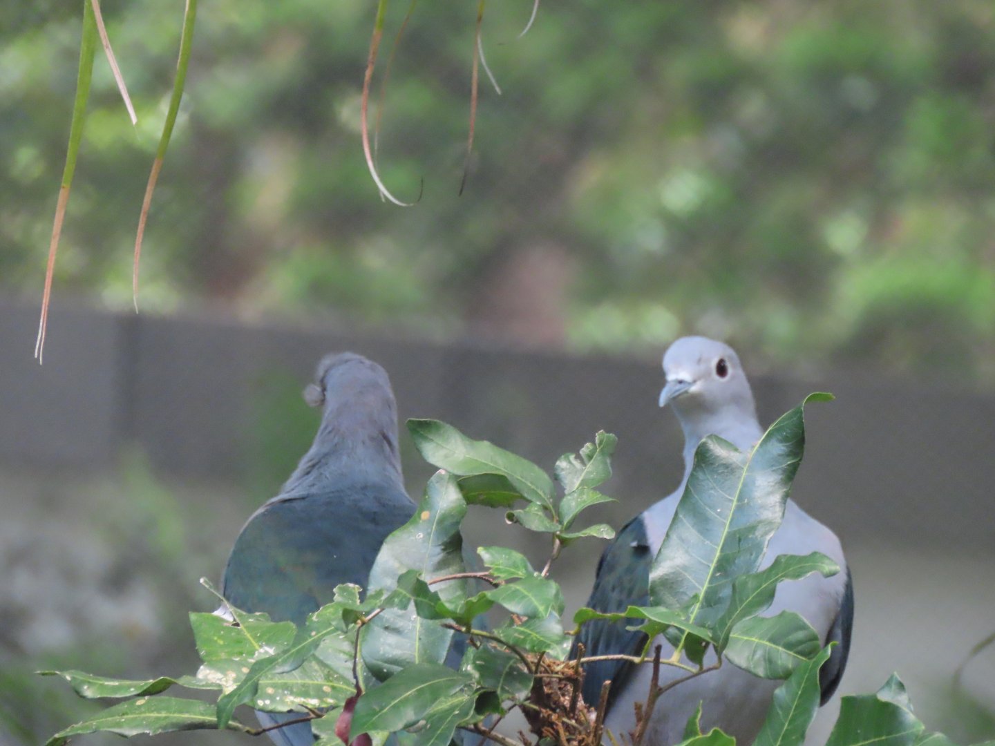 Green imperial pigeon
