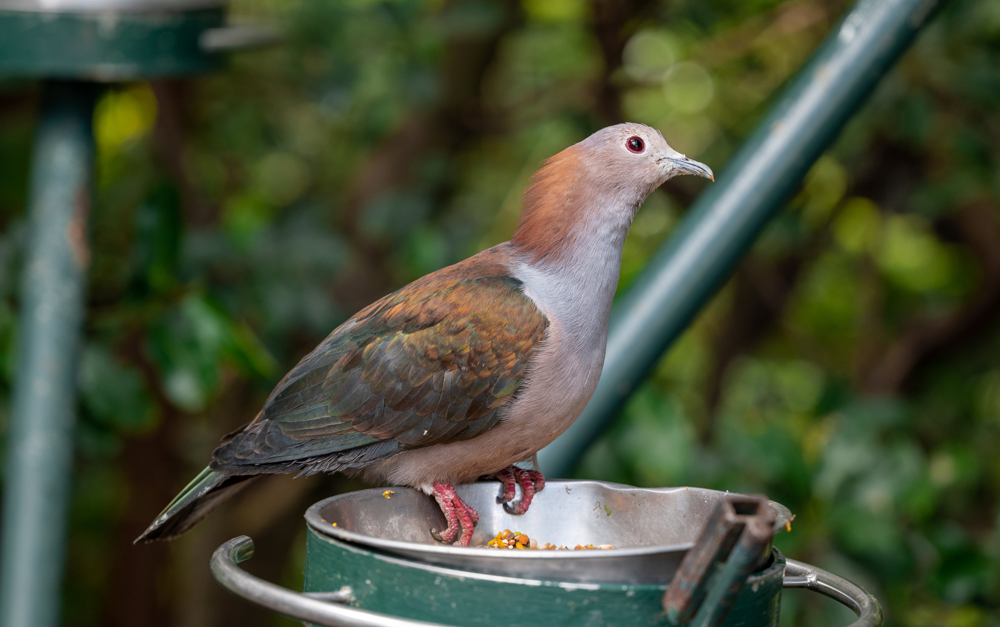 Green Imperial Pigeon