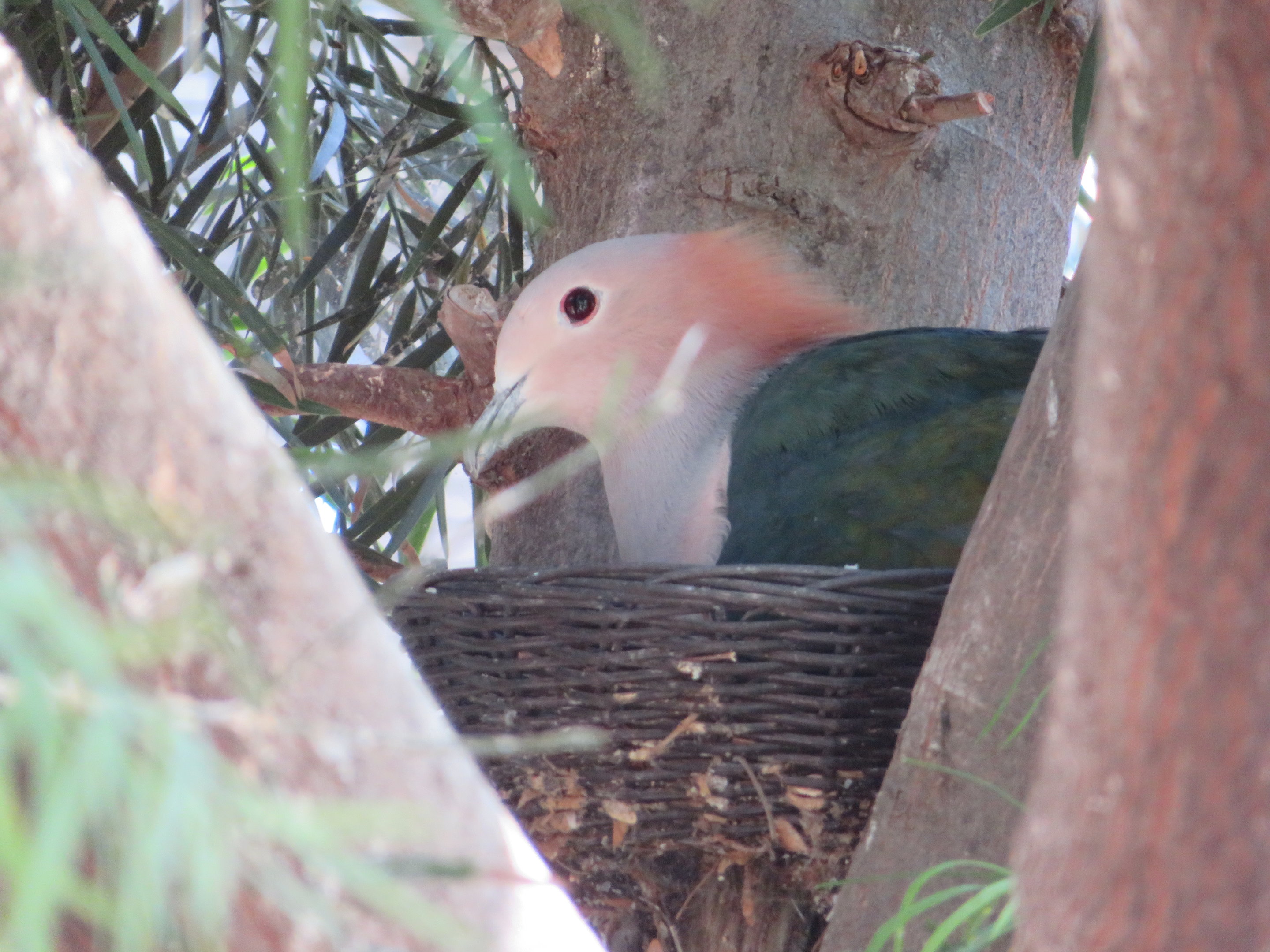 Green Imperial Pigeon
