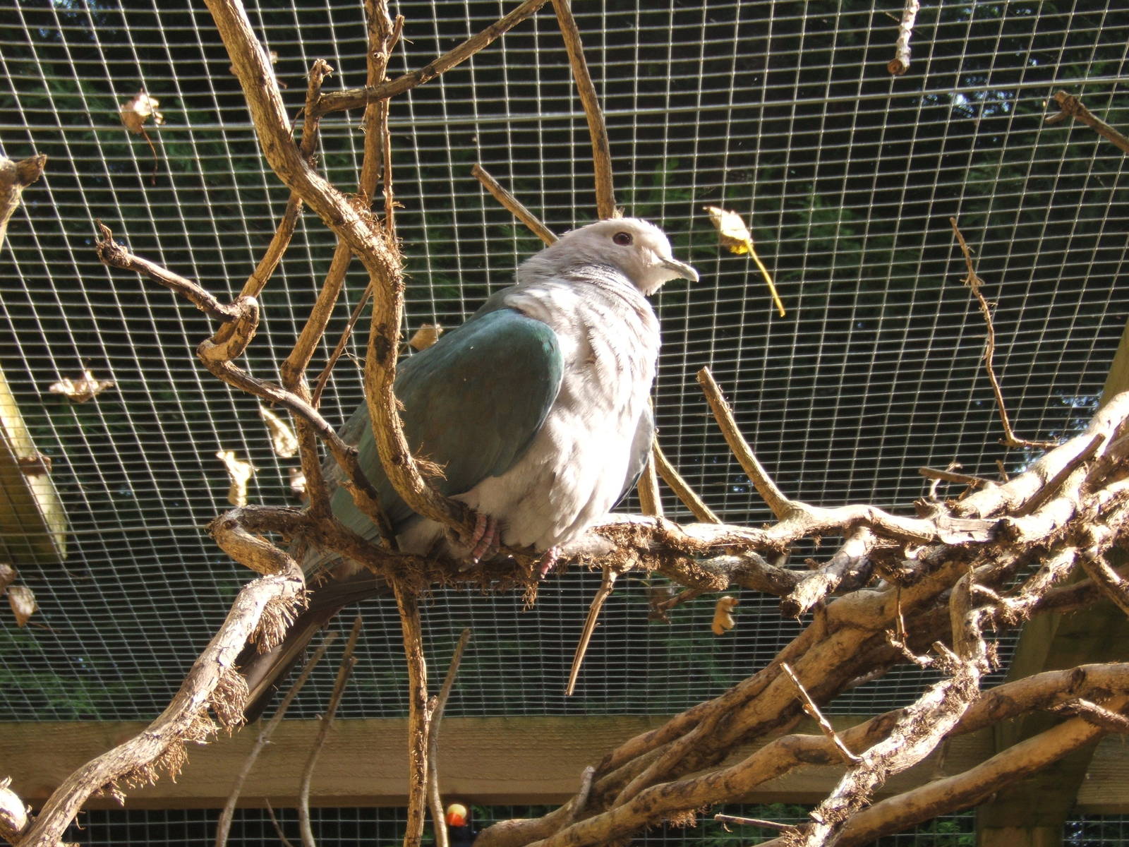 Green Imperial Pigeon