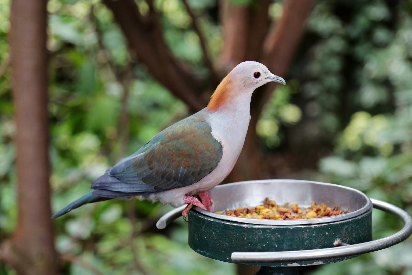Green Imperial-Pigeon
