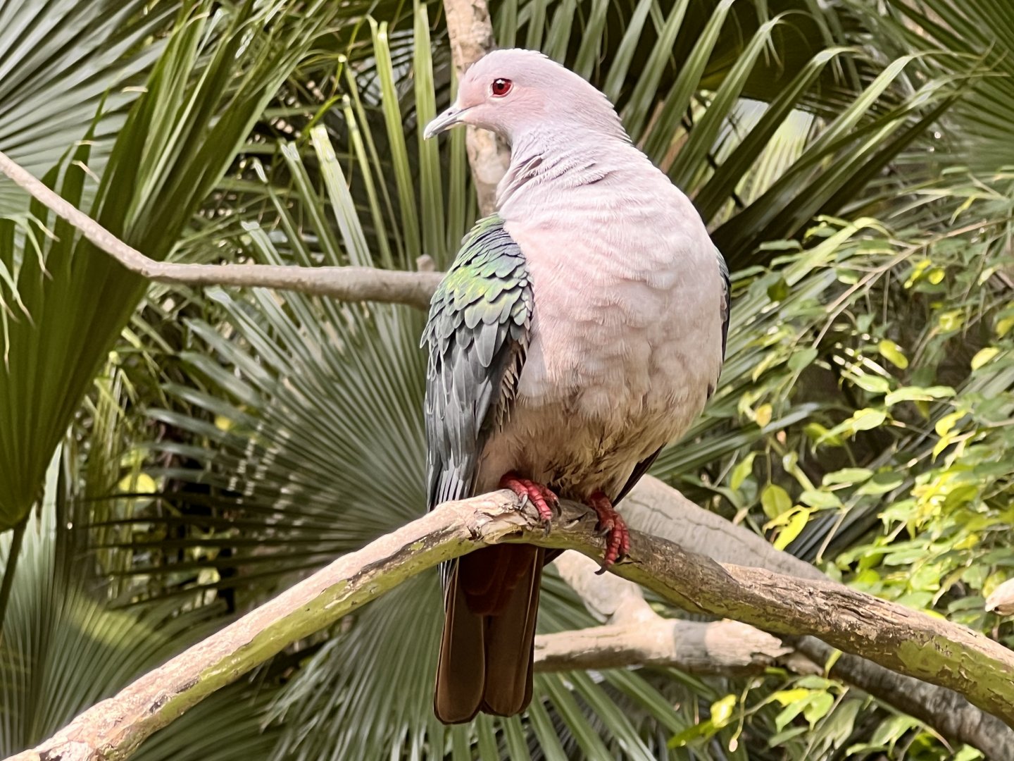 Green Imperial Pigeon