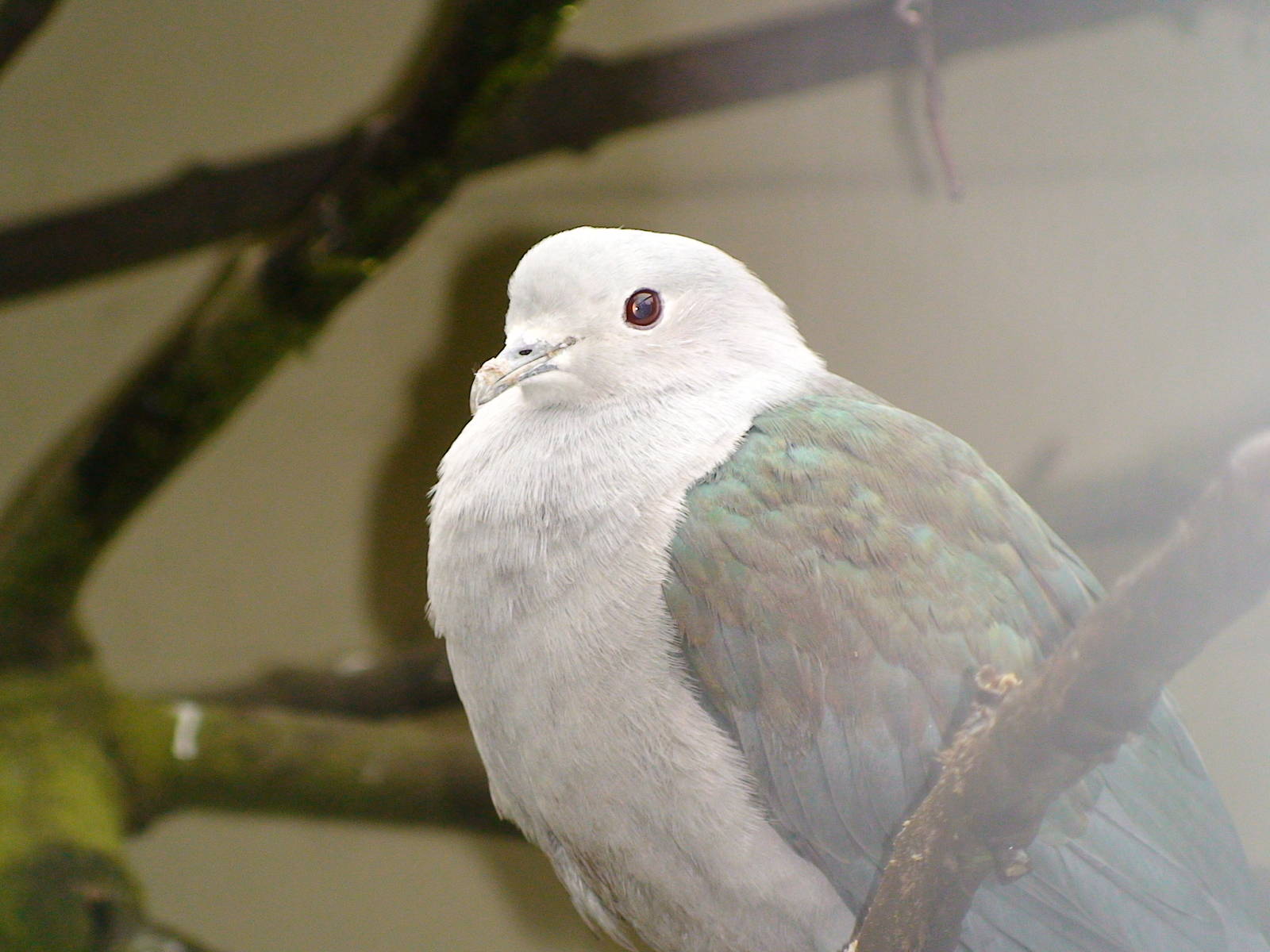 Green imperial pigeon