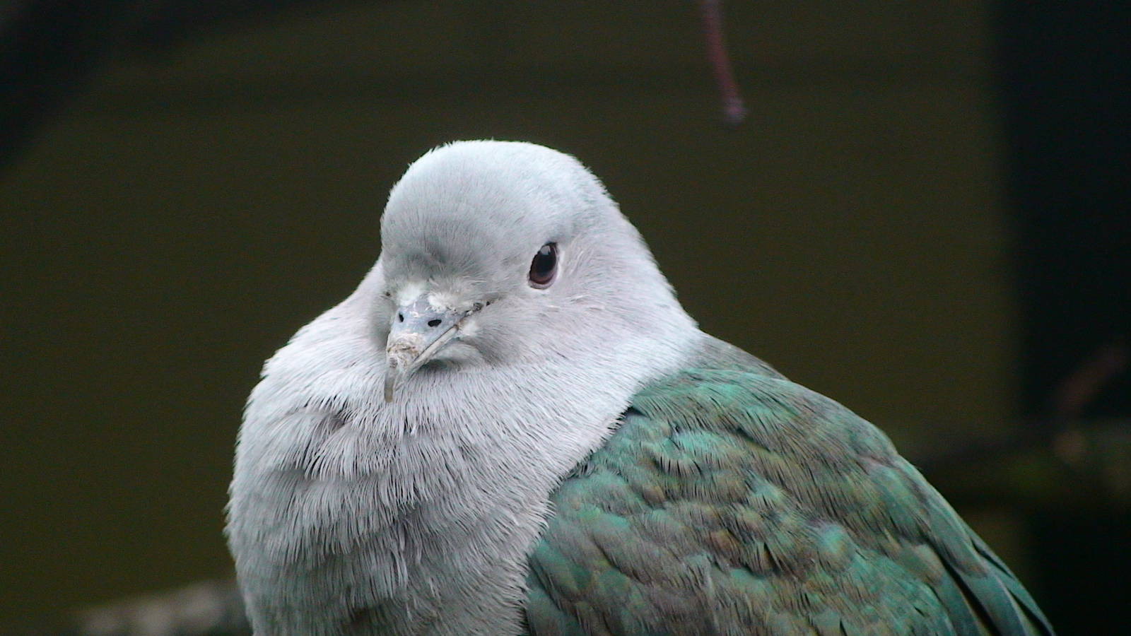 Green imperial pigeon