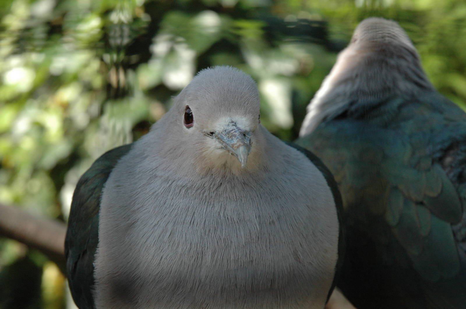 Green imperial pigeon?