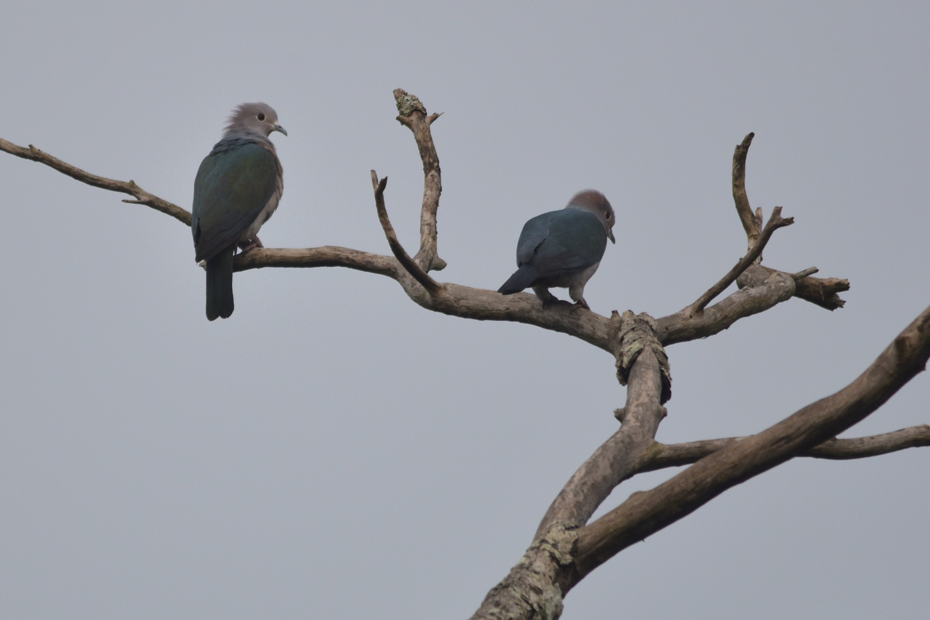 Green Imperial Pigeons, Nagarahole Tiger Reserve, 20th November 2024