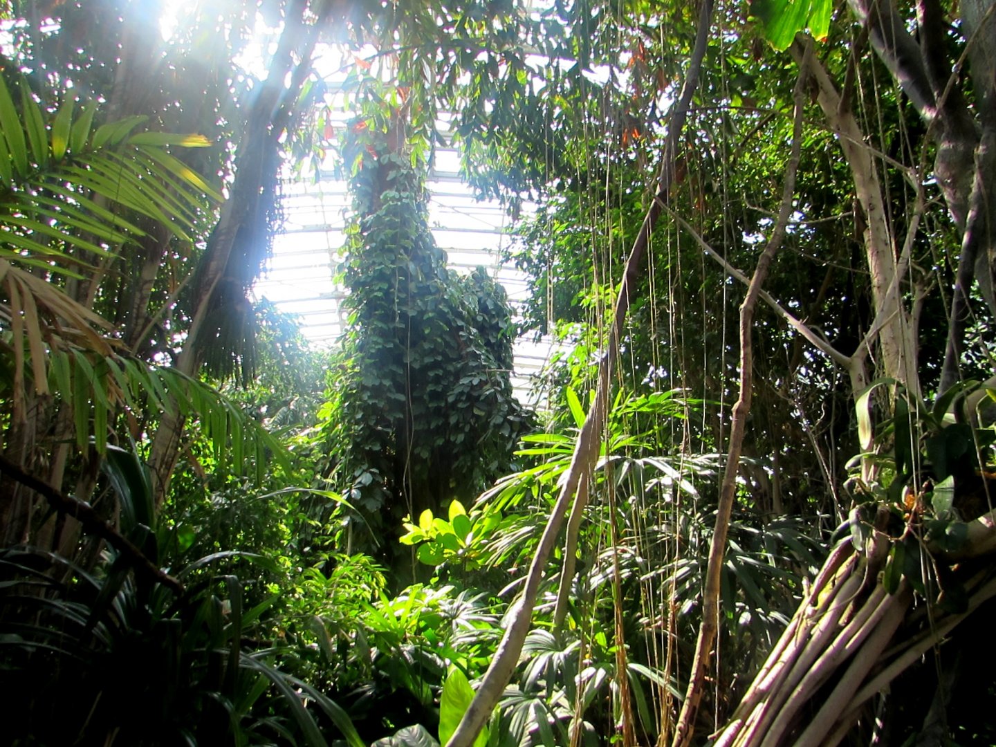 Green Indonesian Jungle  - July/2017