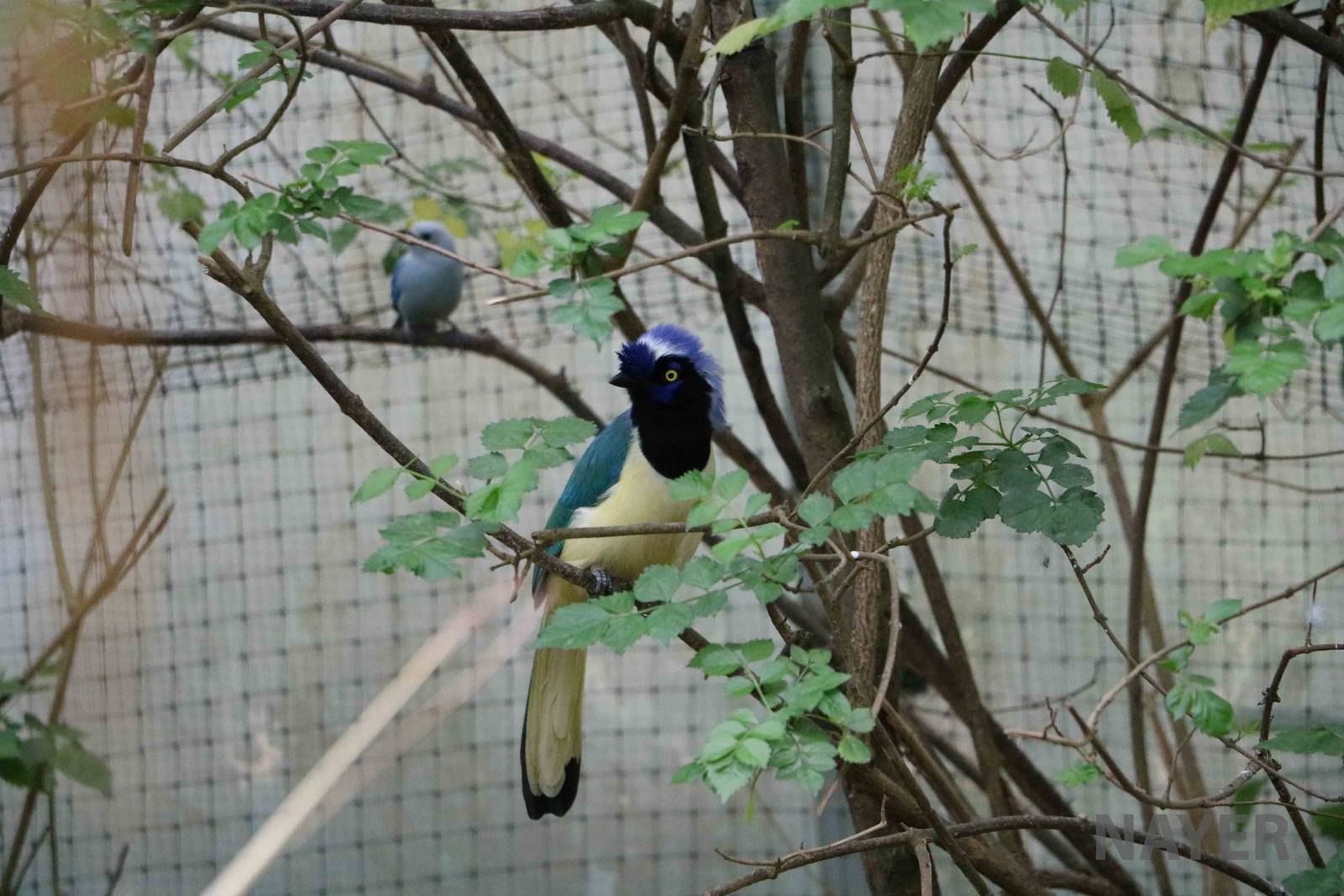 Green jay - Bioparque la Reserva, March 2016