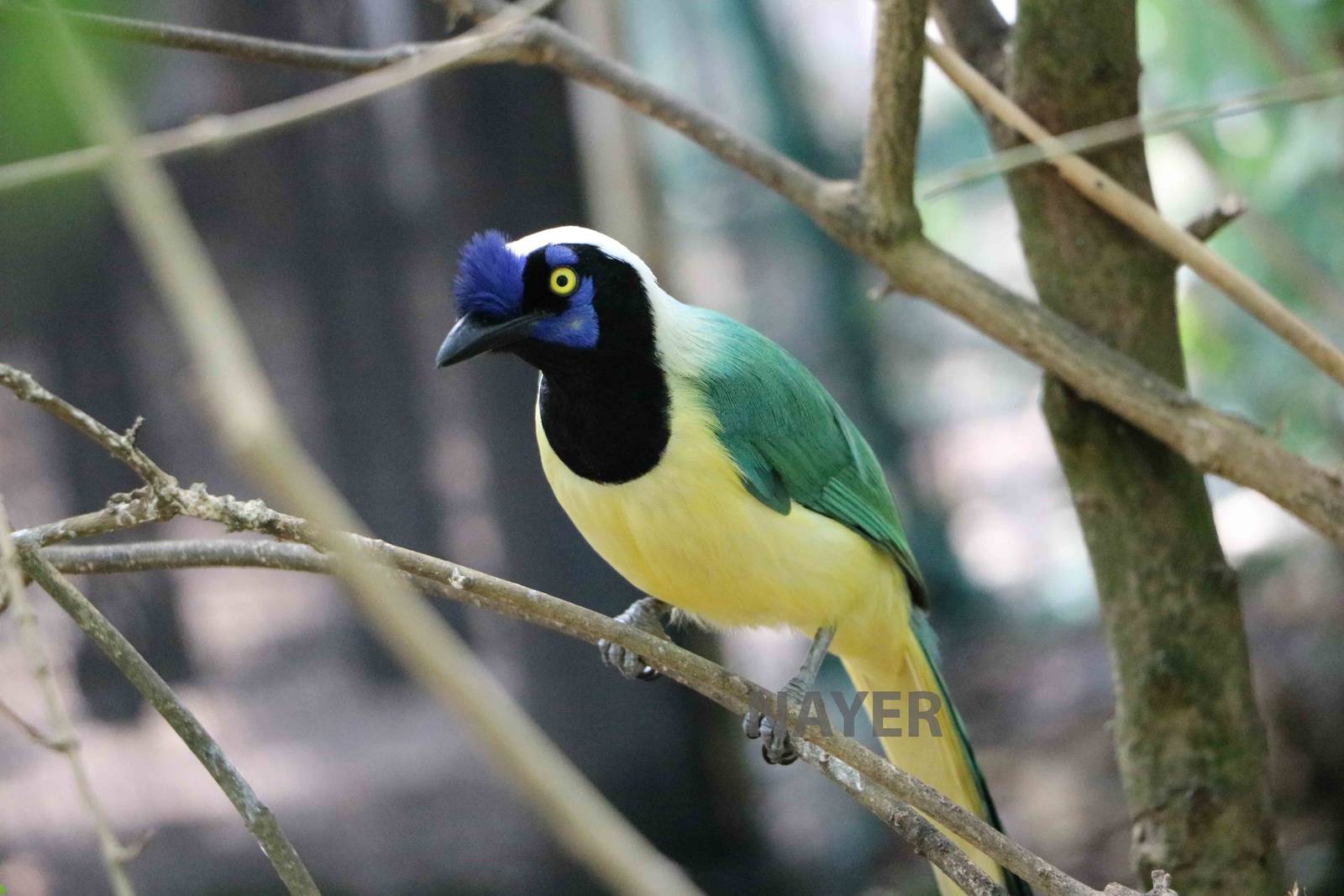 Green jay - Bioparque la Reserva, March 2016
