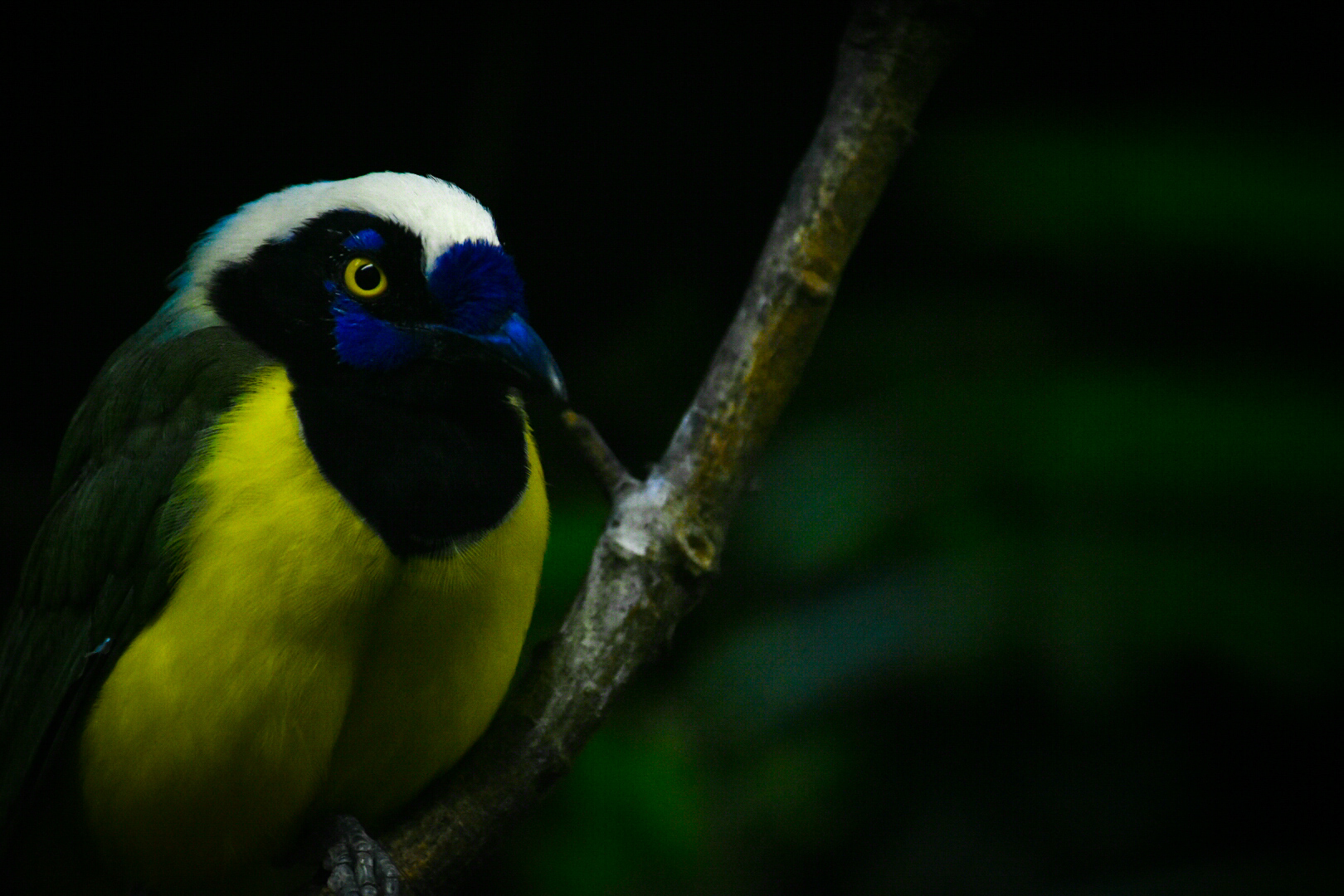Green Jay- Bird House
