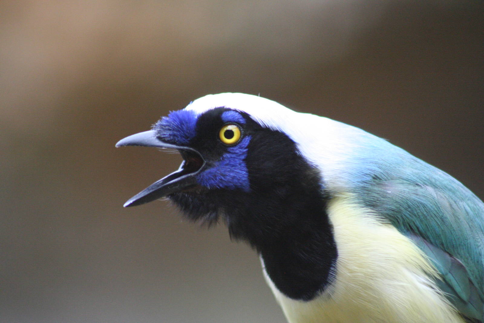 Green Jay @ Chester; 04.07.2015