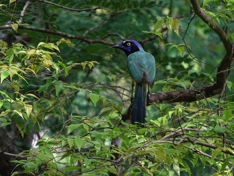 Green jay (Cyanocorax luxuosus)
