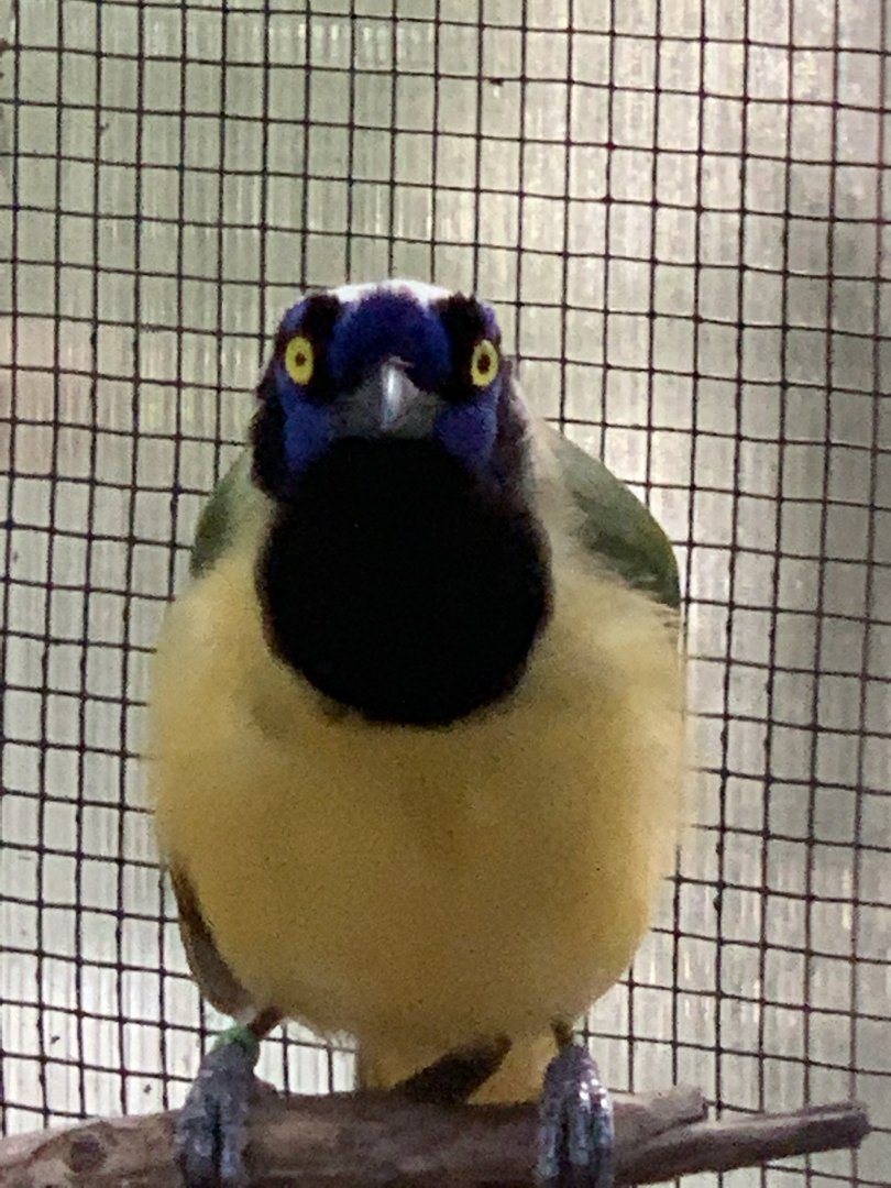 Green Jay (Cyanocorax luxuosus)