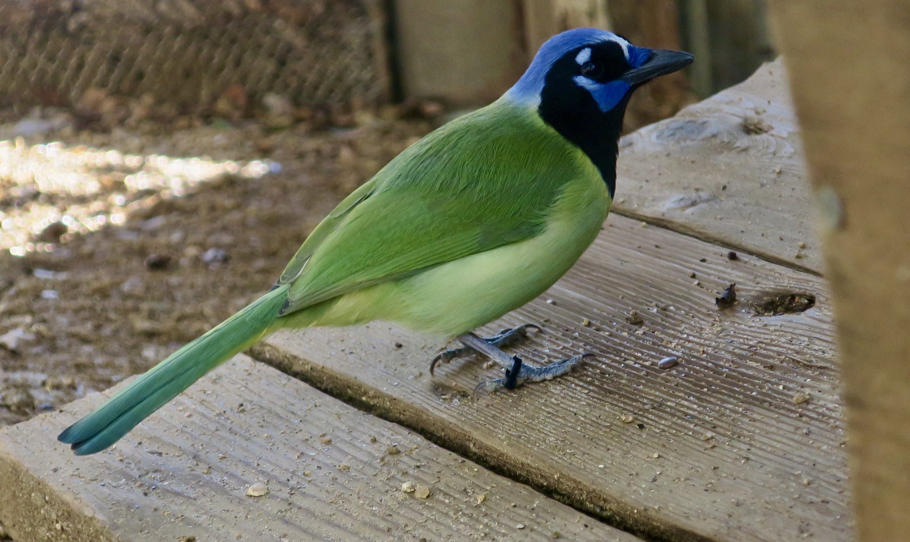 Green Jay (Cyanocorax luxuosus)