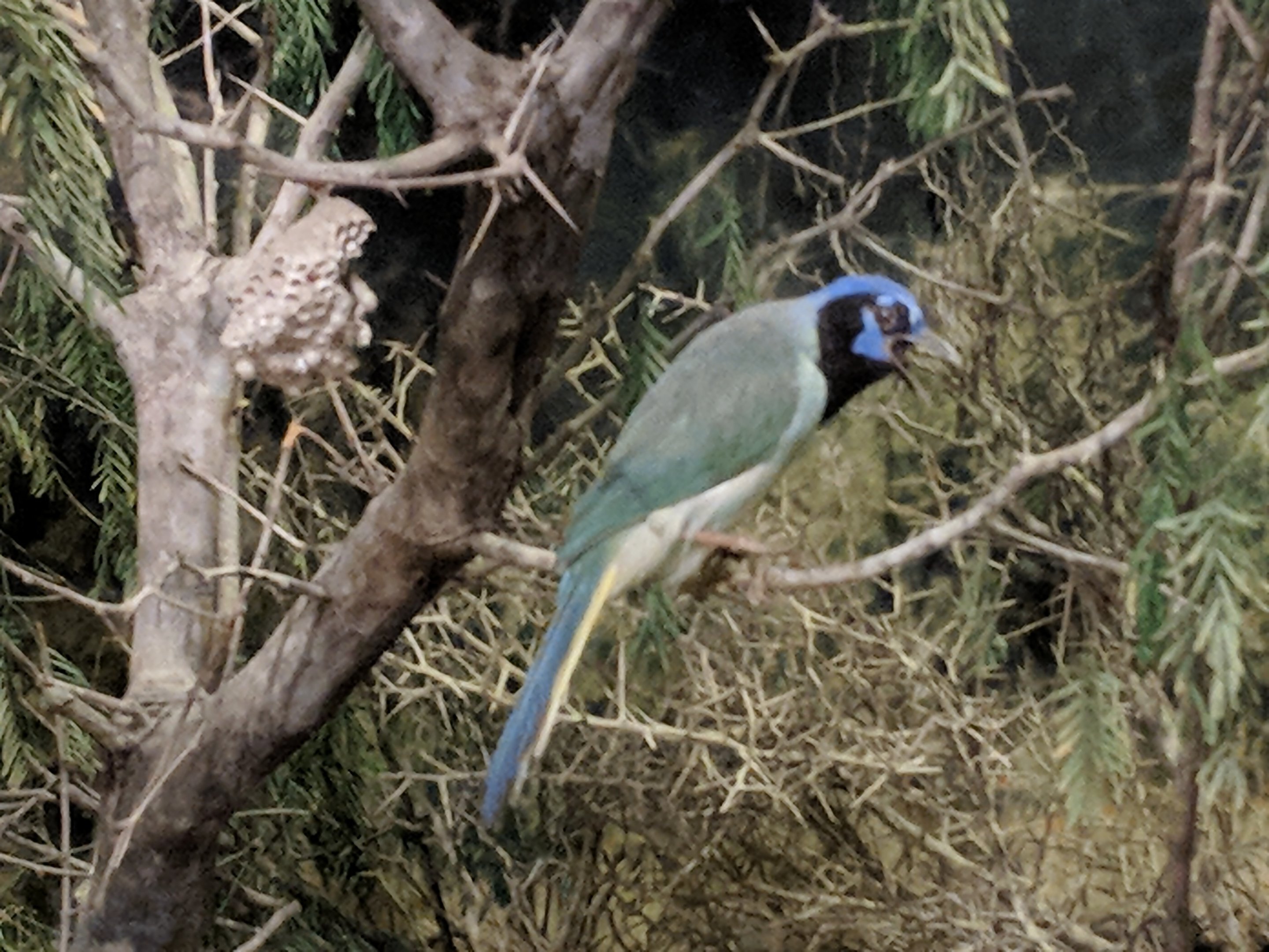 Green jay (Cyanocorax luxuosus)