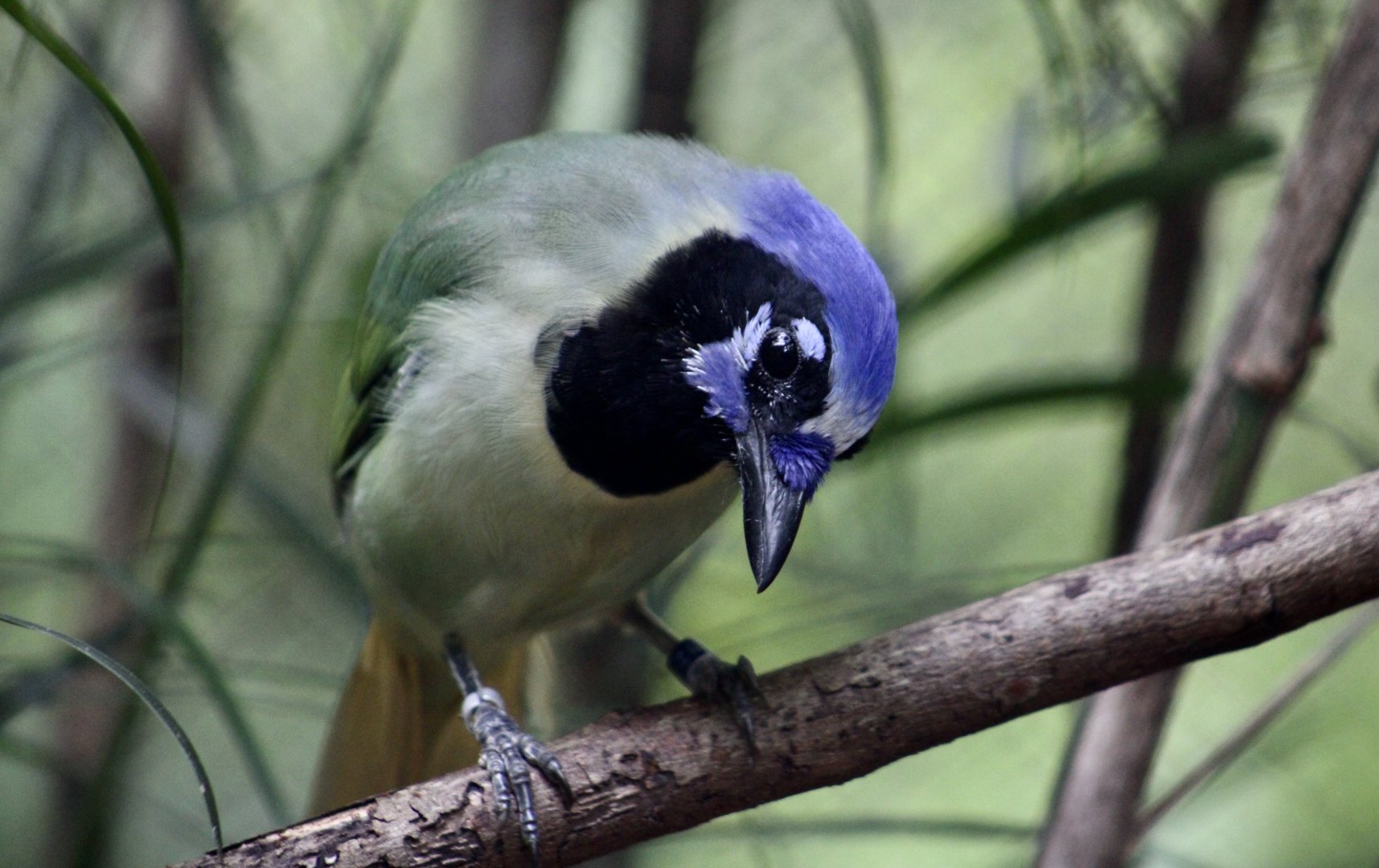 Green Jay (Cyanocorax luxuosus)