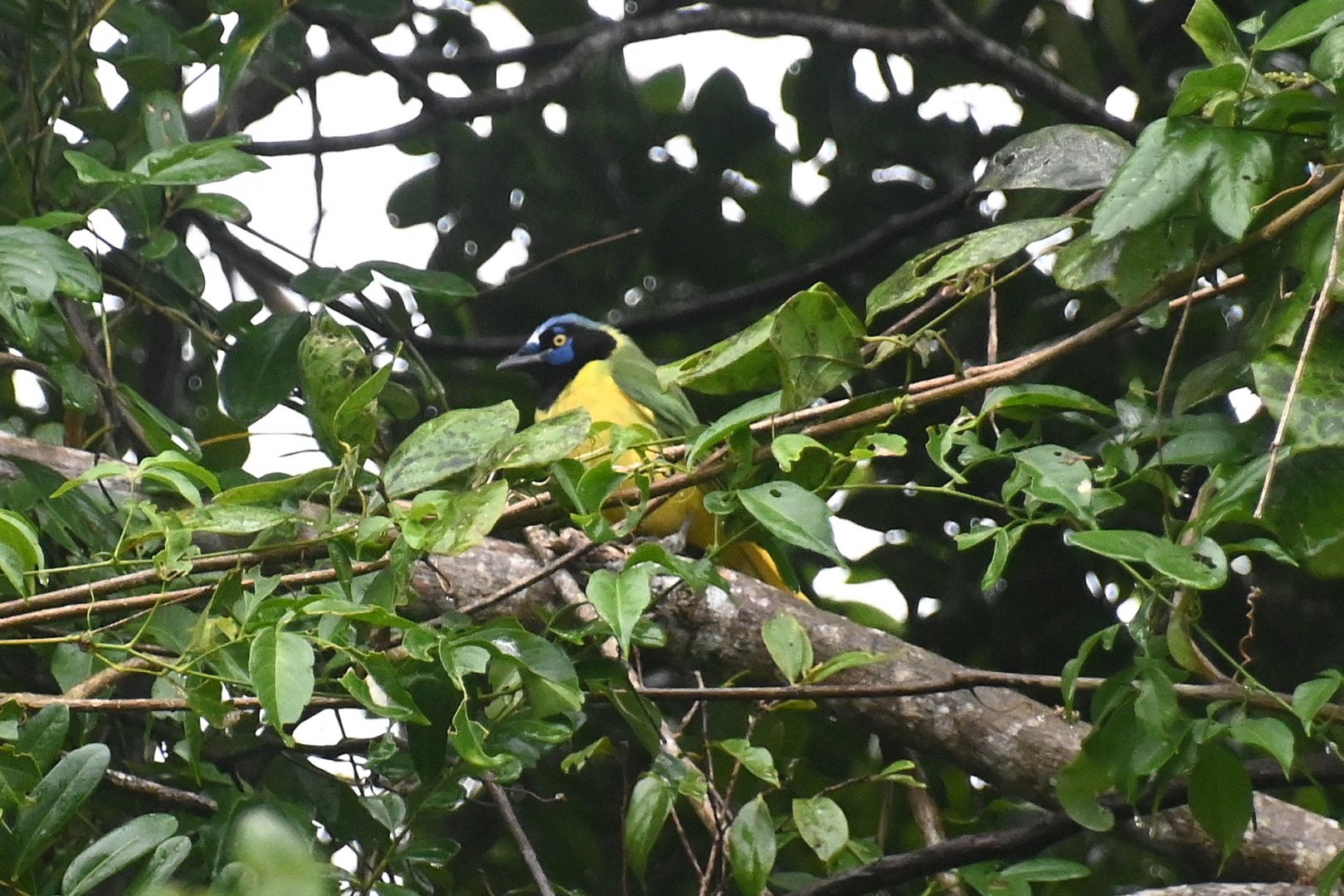 Green jay (Cyanocorax luxuosus)