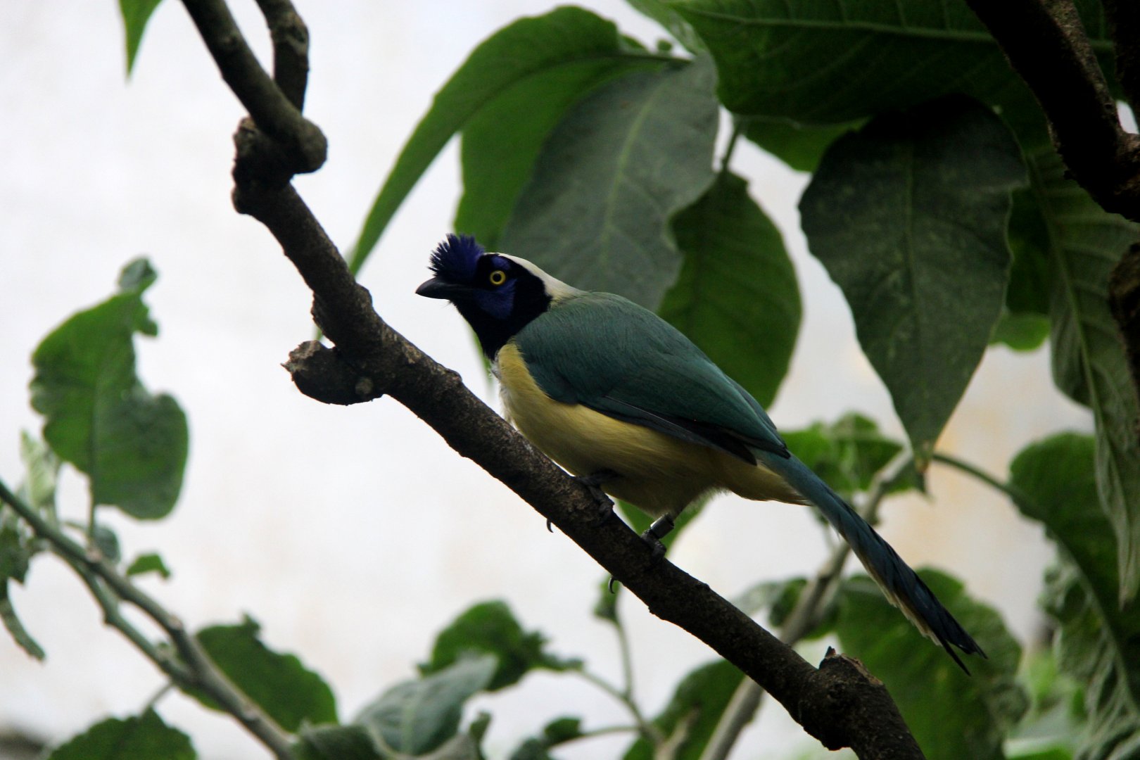 Green jay (Cyanocorax yncas galeatus)