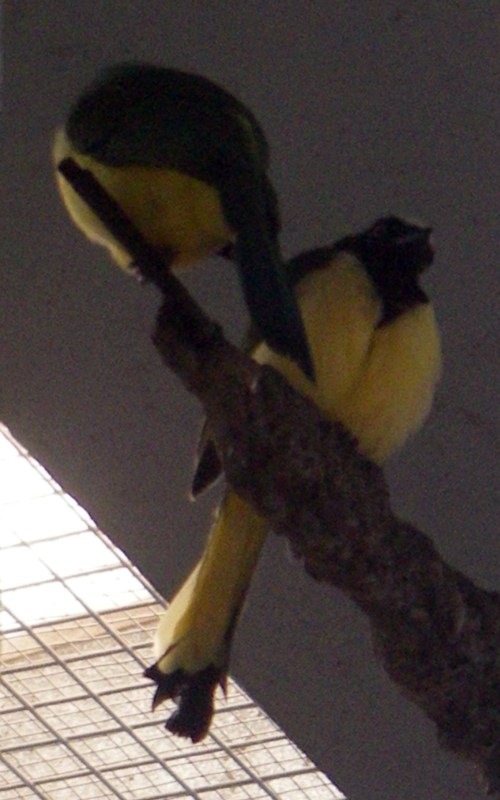 Green Jay (Cyanocorax yncas)