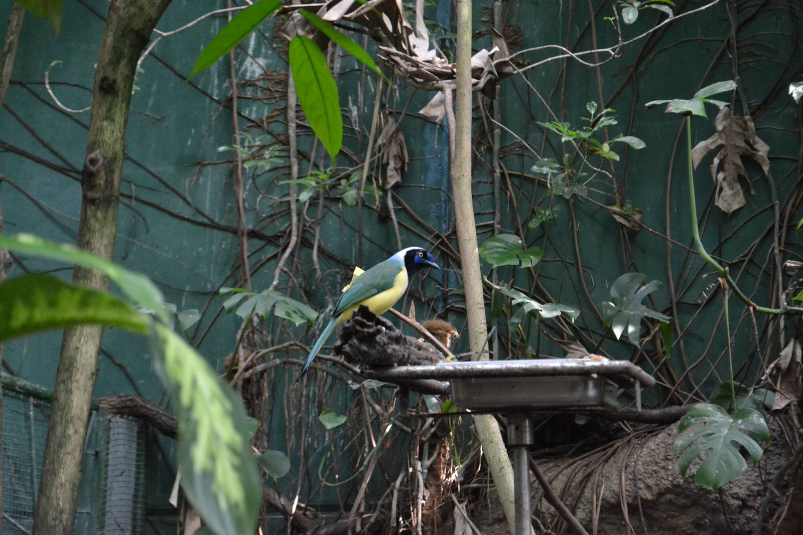 Green jay (Cyanocorax yncas)
