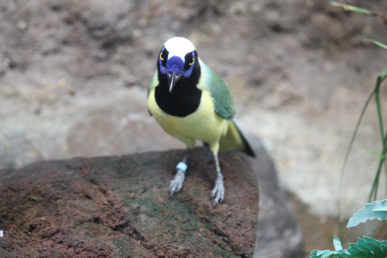 Green Jay (Cyanocorax yncas)