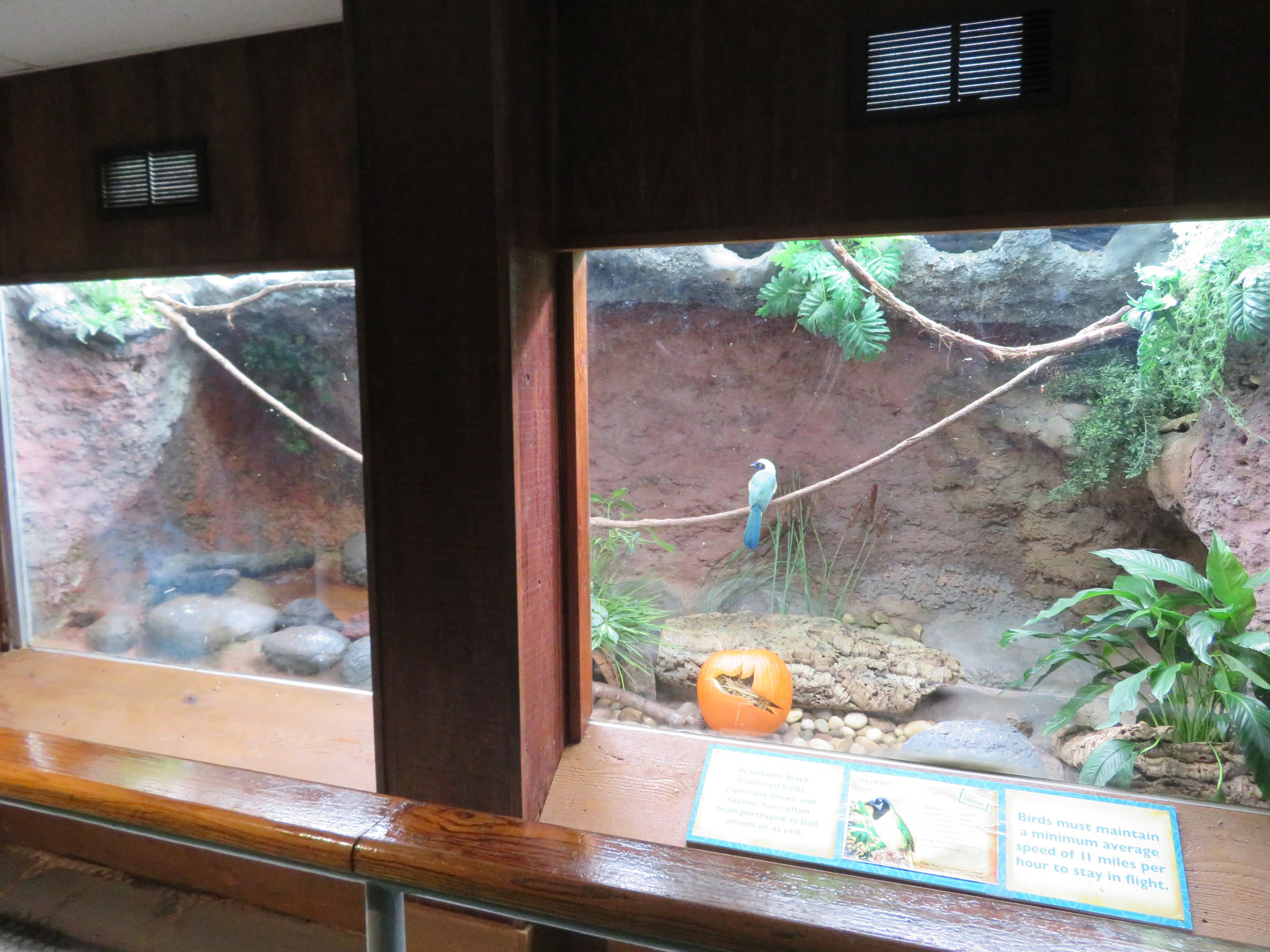 Green Jay Exhibit