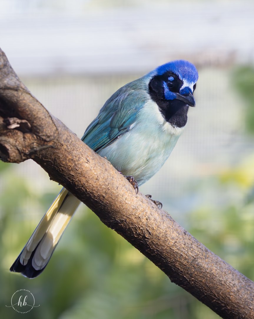 Green Jay (Mexican) / Copenhagen Zoo / 30-9-24