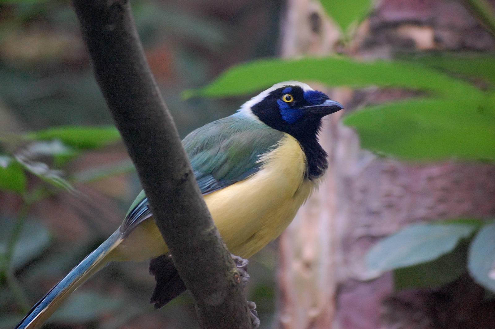 Green Jay
