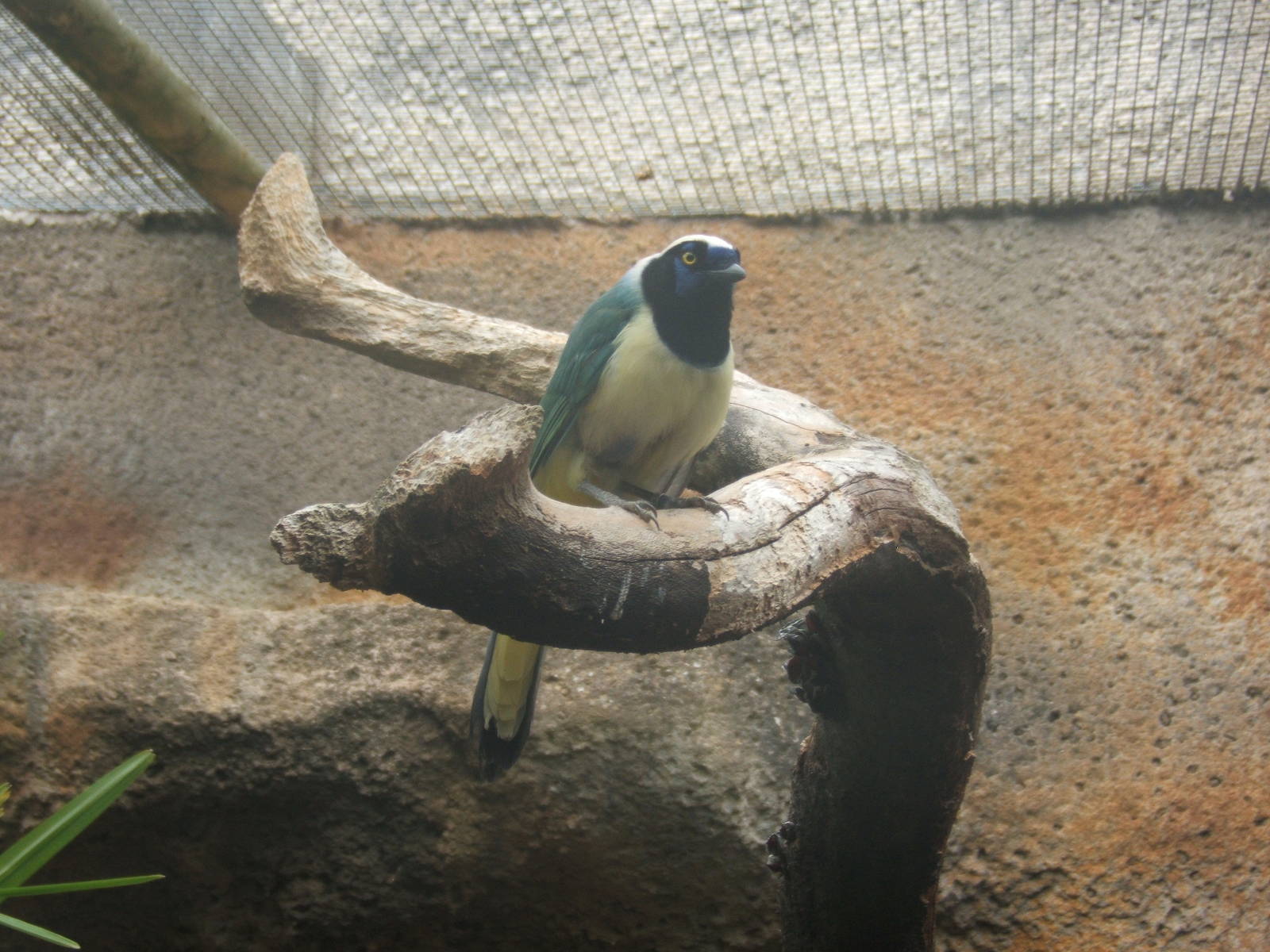 Green Jay