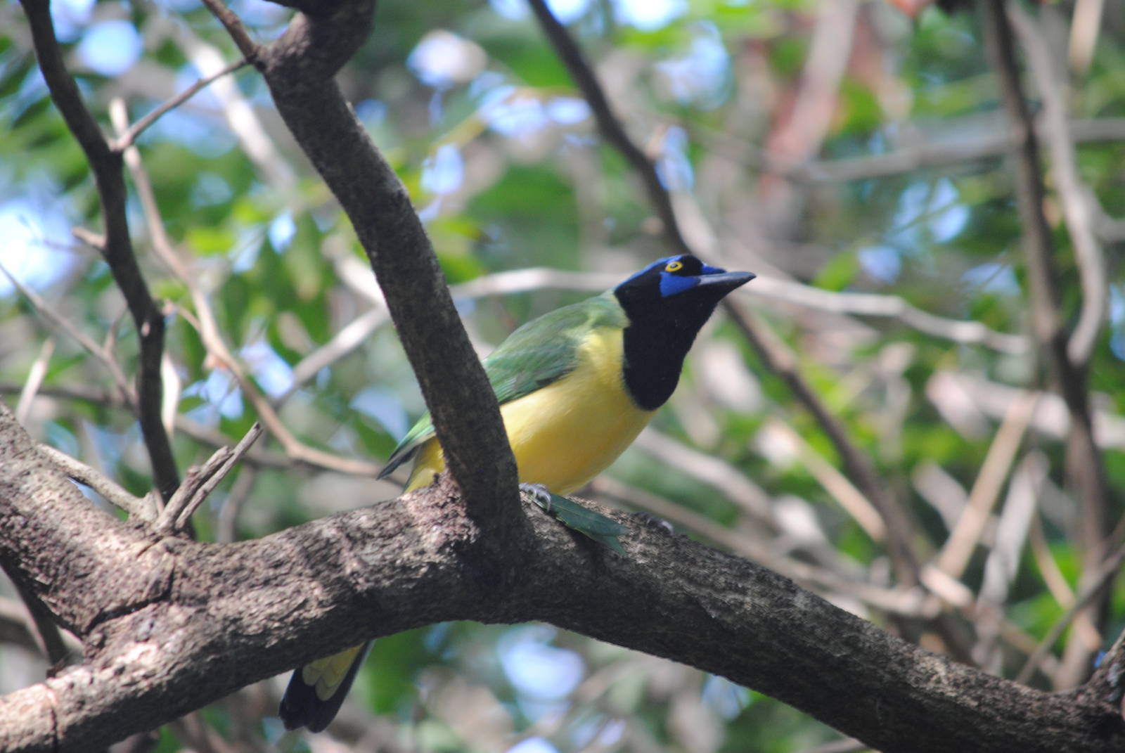 Green Jay